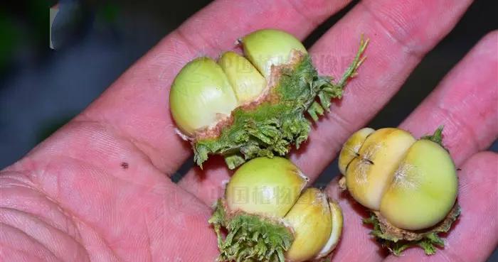 茅栗,见过吗?根用于消食化气、肺结核、肺炎;树皮治丹毒,疮毒|丹毒|肺结核_新浪新闻