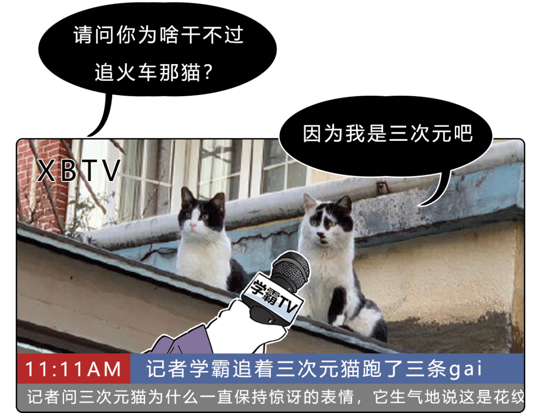 超火的 追火车猫 表情包 怎么这么魔性哈哈哈哈哈 表情包 新浪新闻 超火的 追火车猫 表情包 怎么这么魔性哈哈哈哈哈 表情包 新浪新闻