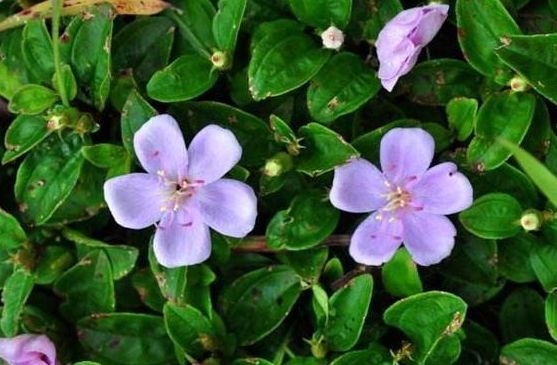 这野果被称为"氨基酸之最",花钱买不到,在农村遍地都是!