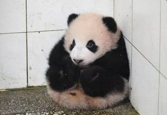 熊猫宝宝总是捣乱被清洁阿姨放在角落可怜的表情让人萌化了
