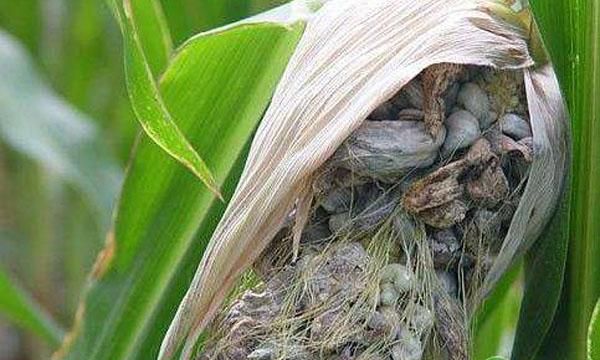 种植课堂玉米黑粉病表现症状是什么如何防治