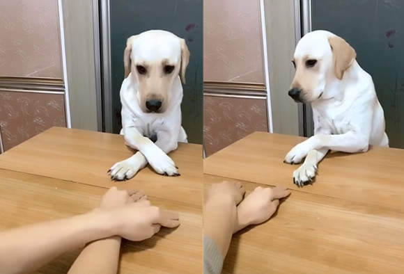 「左右左右犬」超会跟着主人摆摆手 简单动作就轻松掳获网友心!|主人|