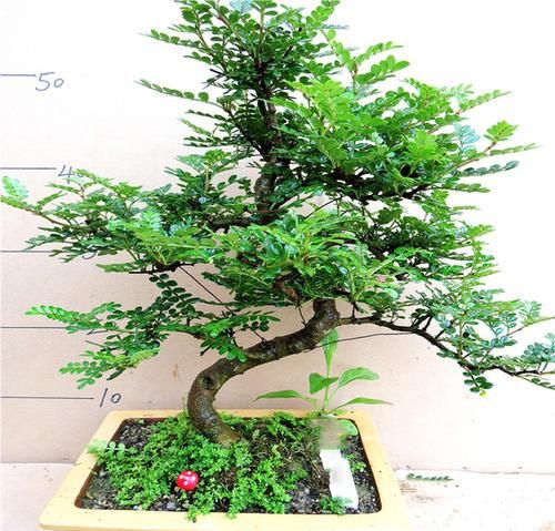 清香木的养护方法