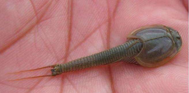 世界上最古老的龙虾已经存活2亿年经历过3次地球大灭绝