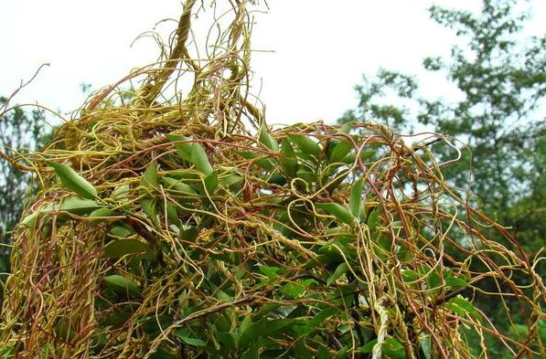 天然的"养肾草"找到了,比韭菜的功效还厉害,城里人都来农村挖