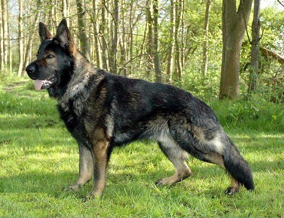 你对东德牧羊犬了解多少是否被东德牧羊犬的魅力所吸引