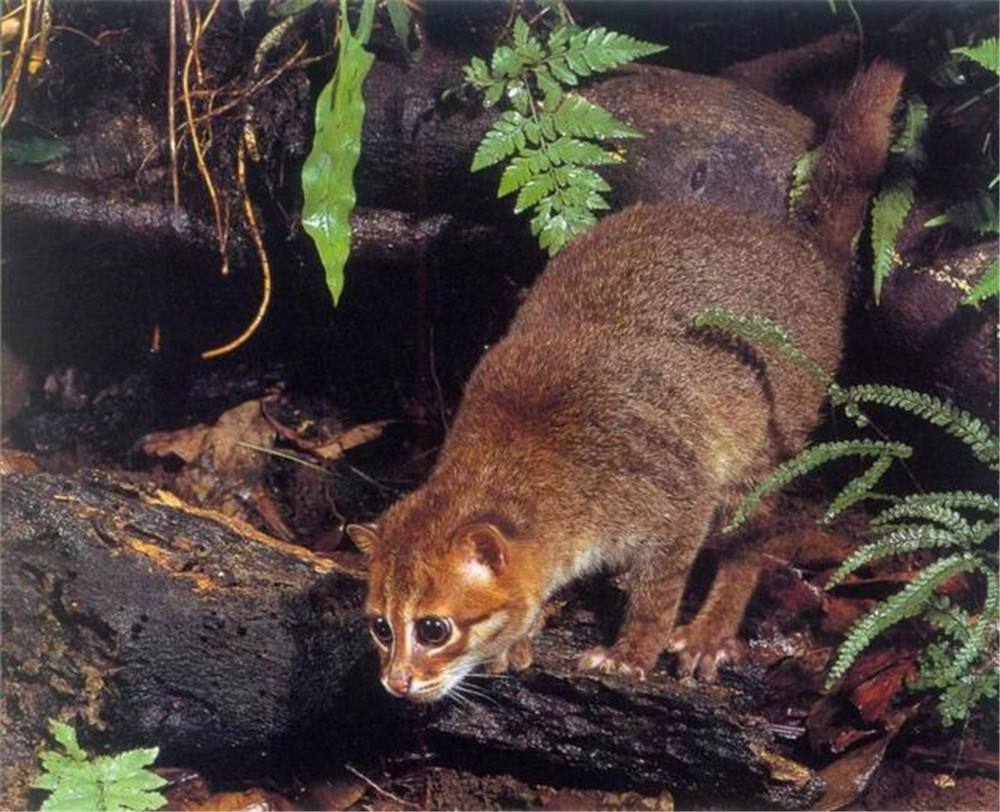 东南亚一荒岛现扁头豹猫脑袋扁平趾间有蹼敢去咬大50倍的猩猩