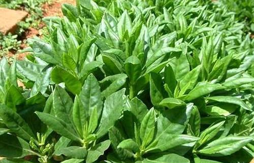 听名字就价值不菲,一年可采收12次,夏天吃嫩叶,冬天根茎烫火锅|人参菜