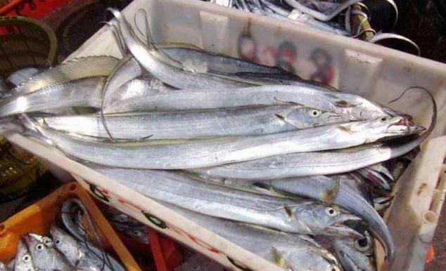 营养高还不贵,关键都是野生的,好吃|种鱼|鱼|秋刀鱼_新浪新闻