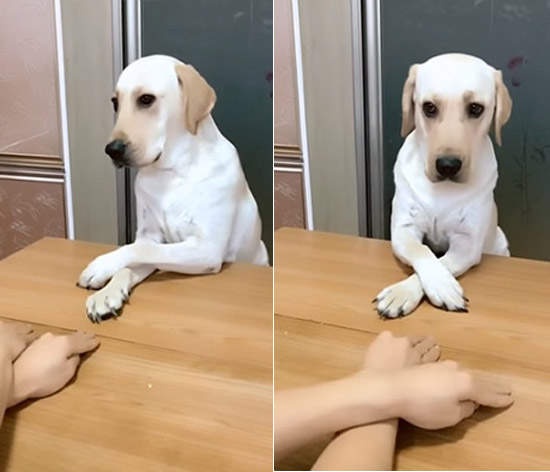 「左右左右犬」超会跟着主人摆摆手 简单动作就轻松掳获网友心!|主人|