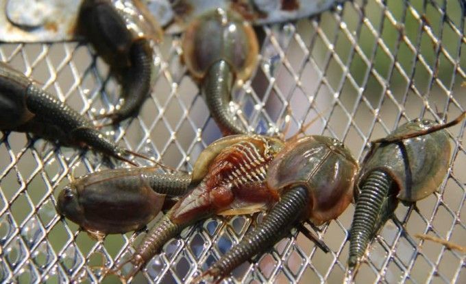 世界上最古老的龙虾已经存活2亿年经历过3次地球大灭绝