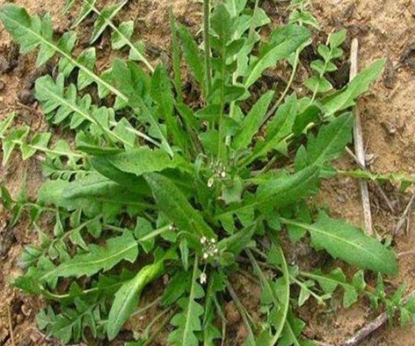 此物浑身都是宝天然降压蔬菜连吃七天身体会收获几大好处