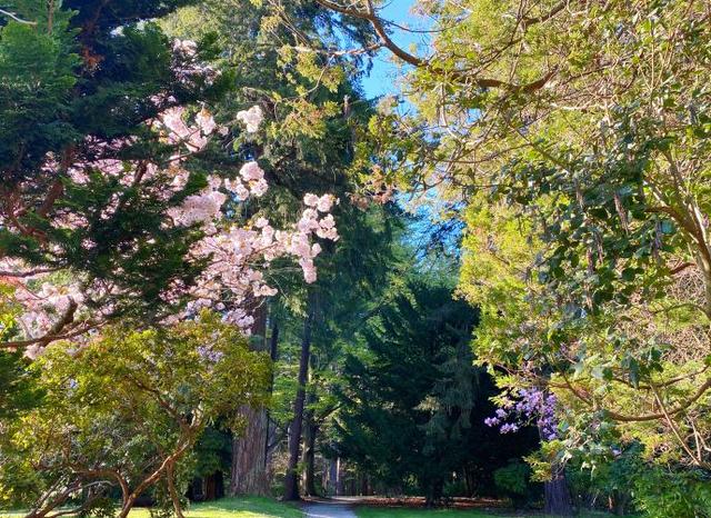 55岁宝钗张莉晒近照定居国外坐拥海边豪宅至今未婚未育