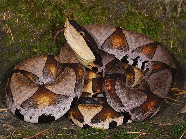 尖吻蝮又称百步蛇,五步蛇,七步蛇,蕲蛇,山谷虌,百花蛇,中华蝮等,是