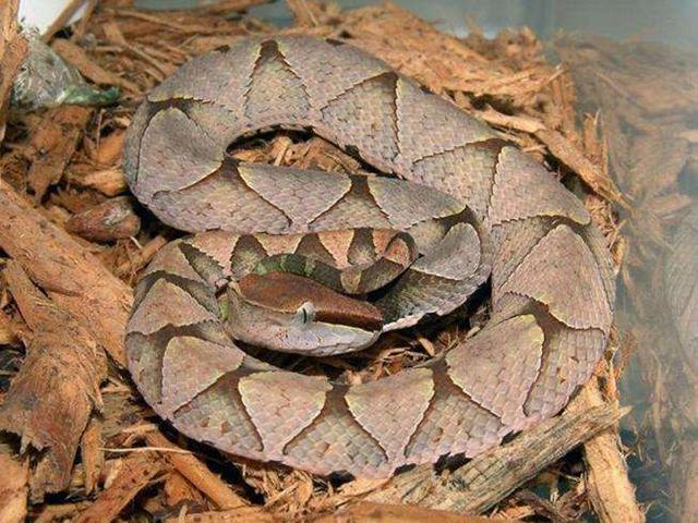 红黑相间的蛇有哪些 草花蛇和蝮蛇是啥样的