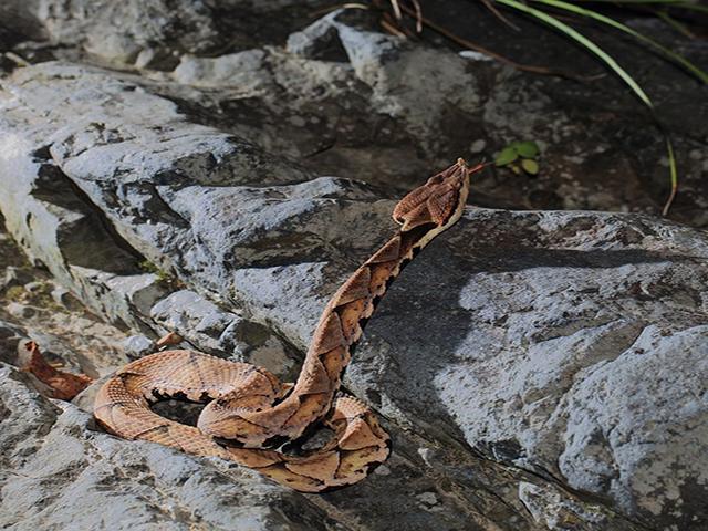 我国特有毒蛇尖吻蝮蛇它真的能五步吗