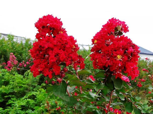 红火球紫薇～花最红,花簇最大,花期最长的紫薇品种