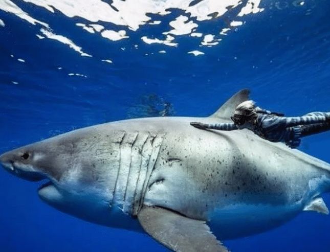 最大的大白鲨平潭岛图片