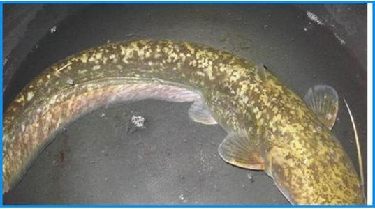 正文  最大个体可长至12斤,分布于长江以南各水系,但是军鱼对于水质