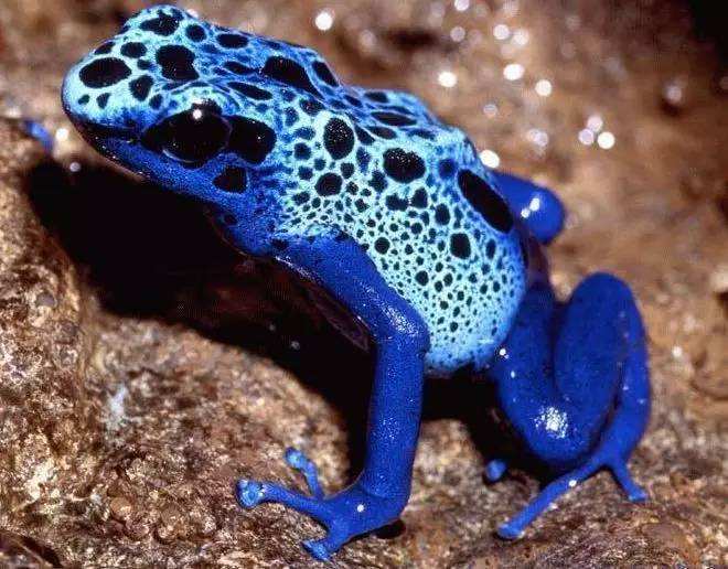 世界上"最毒"的青蛙,0.3毫克就能毒死一个人,常被用作箭毒!