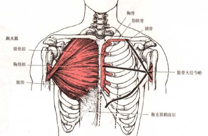 对于它的生理结构,我们先通过下面一张图片简单了解一下:一,胸肌的