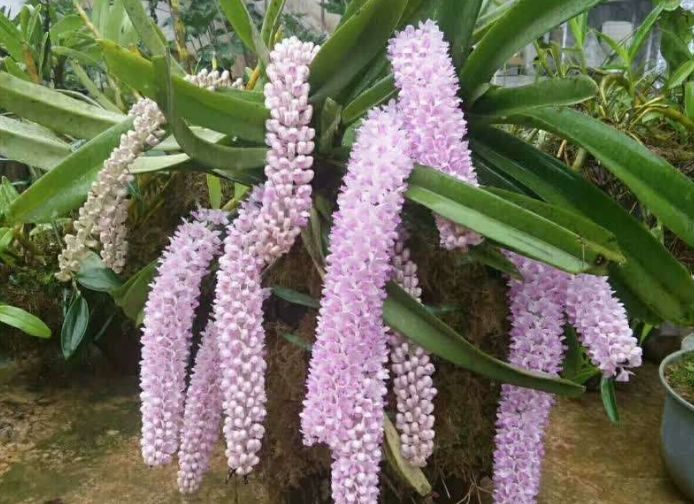 不如养一株狐尾兰,简直太漂亮了|植物|肥料|兰花_新浪新闻