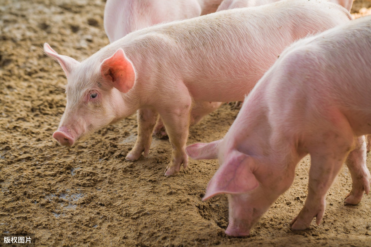 江西：上半年累计出栏生猪1684.5万头，同比增长7.5%！ - 猪好多网