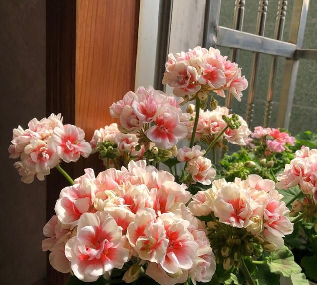 养天竺葵,学会3招,生机勃勃,开花旺