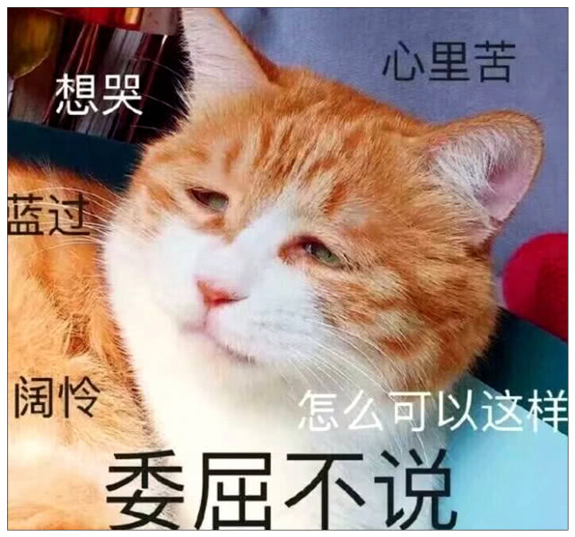 主人趁猫咪睡着带它去绝育,猫咪醒来后顿时傻眼了:我的蛋呢?