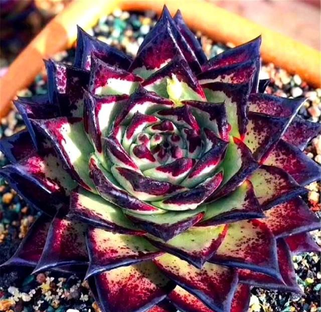 新手养多肉乌木牢记3个小技巧叶片挺拔锋利颜色鲜红喜庆