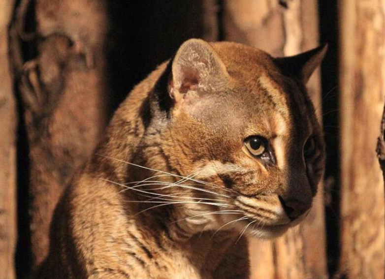 它比猫凶猛多了,竟然还是森林之王