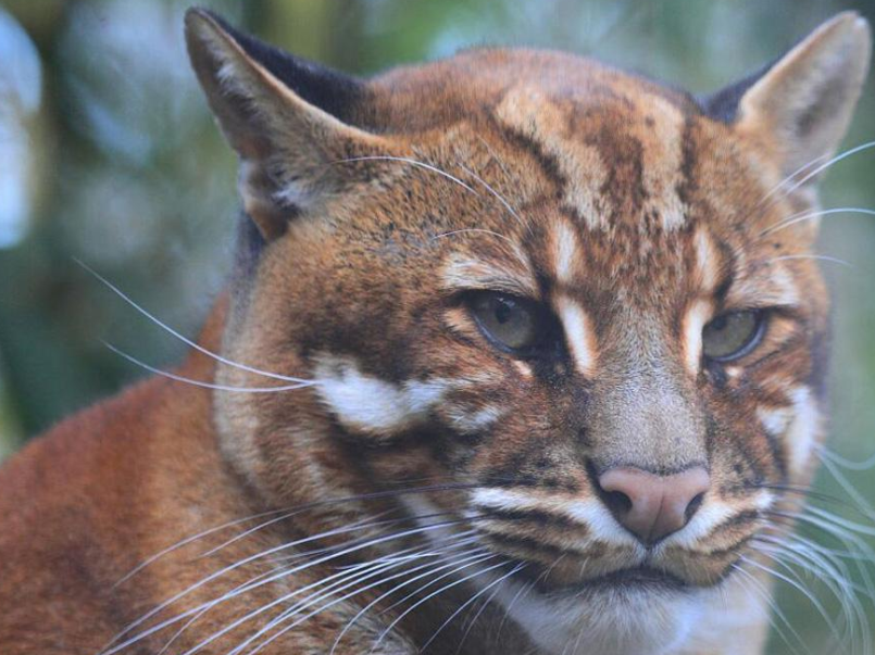 亚洲金猫有多可怕?它比猫凶猛多了,竟然还是森林之王