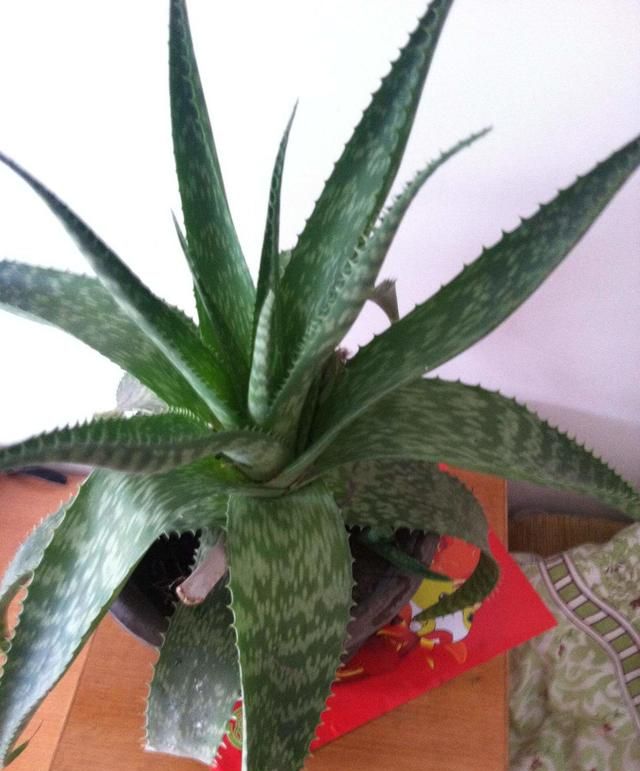 这芦荟不一般,枝叶身披斑马纹,养护简单代表"坚韧"品质