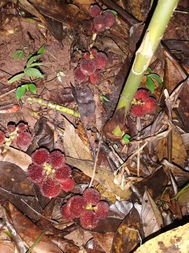 一种野生植物名叫阳春砂看着不起眼其实价值珍贵很容易被踩踏