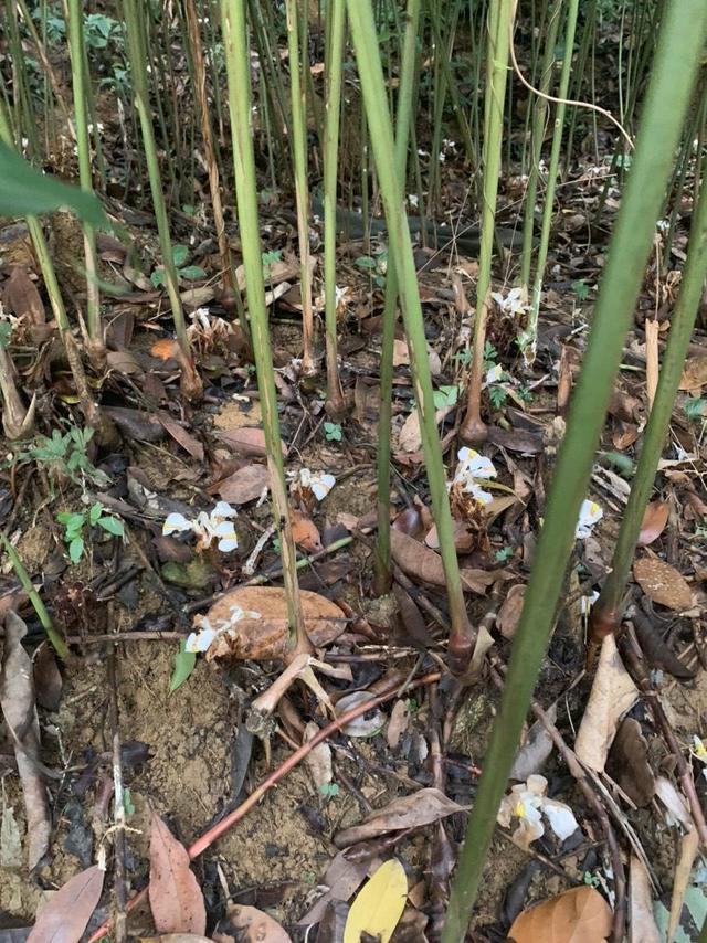 一种野生植物名叫阳春砂看着不起眼其实价值珍贵很容易被踩踏