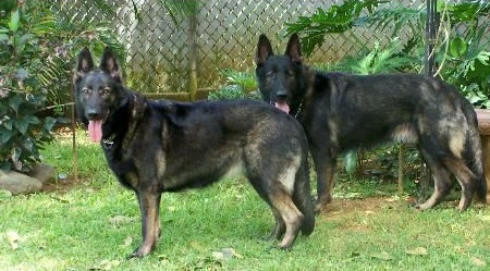 你对东德牧羊犬了解多少是否被东德牧羊犬的魅力所吸引