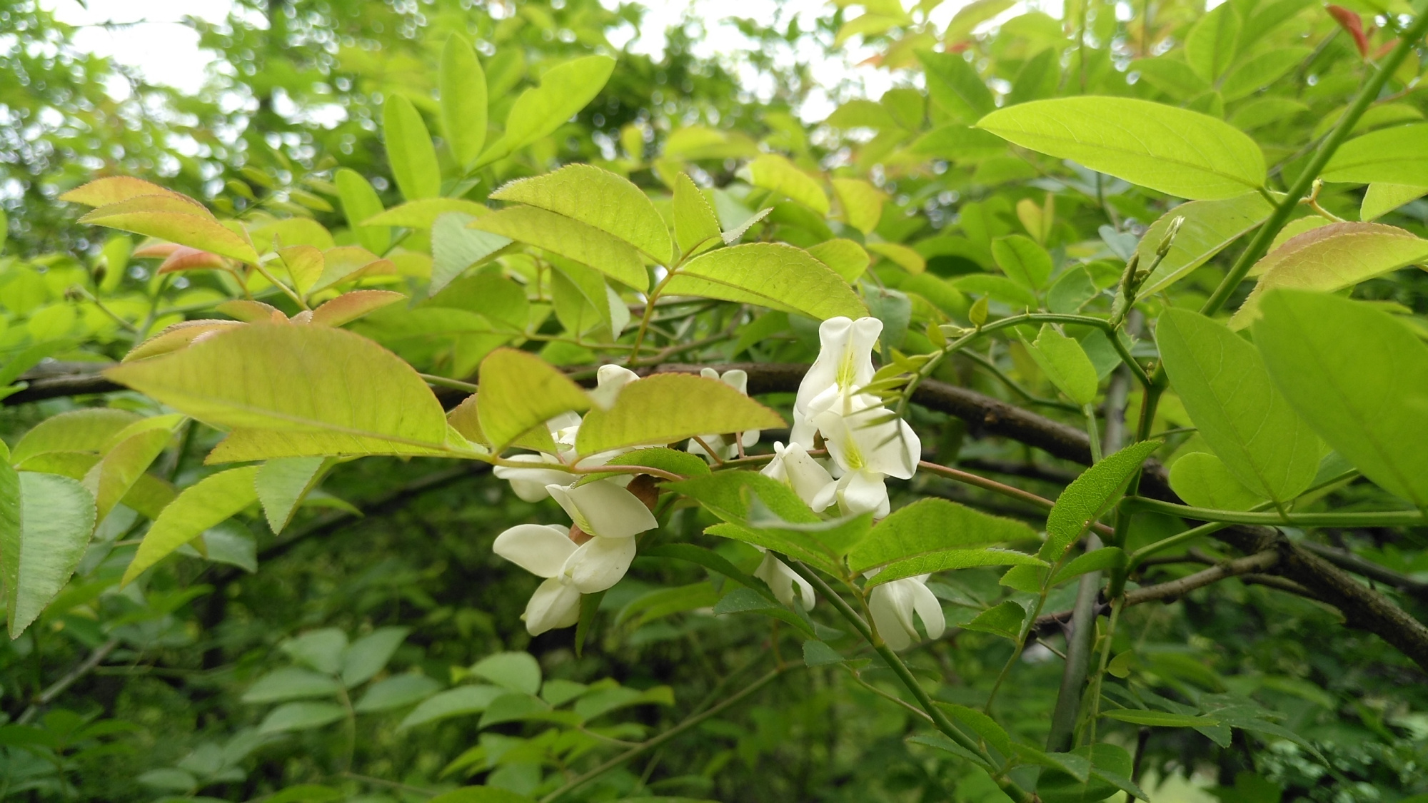 农村里常见的一种白花,以前农民的救命粮,现在城里人花高价来买