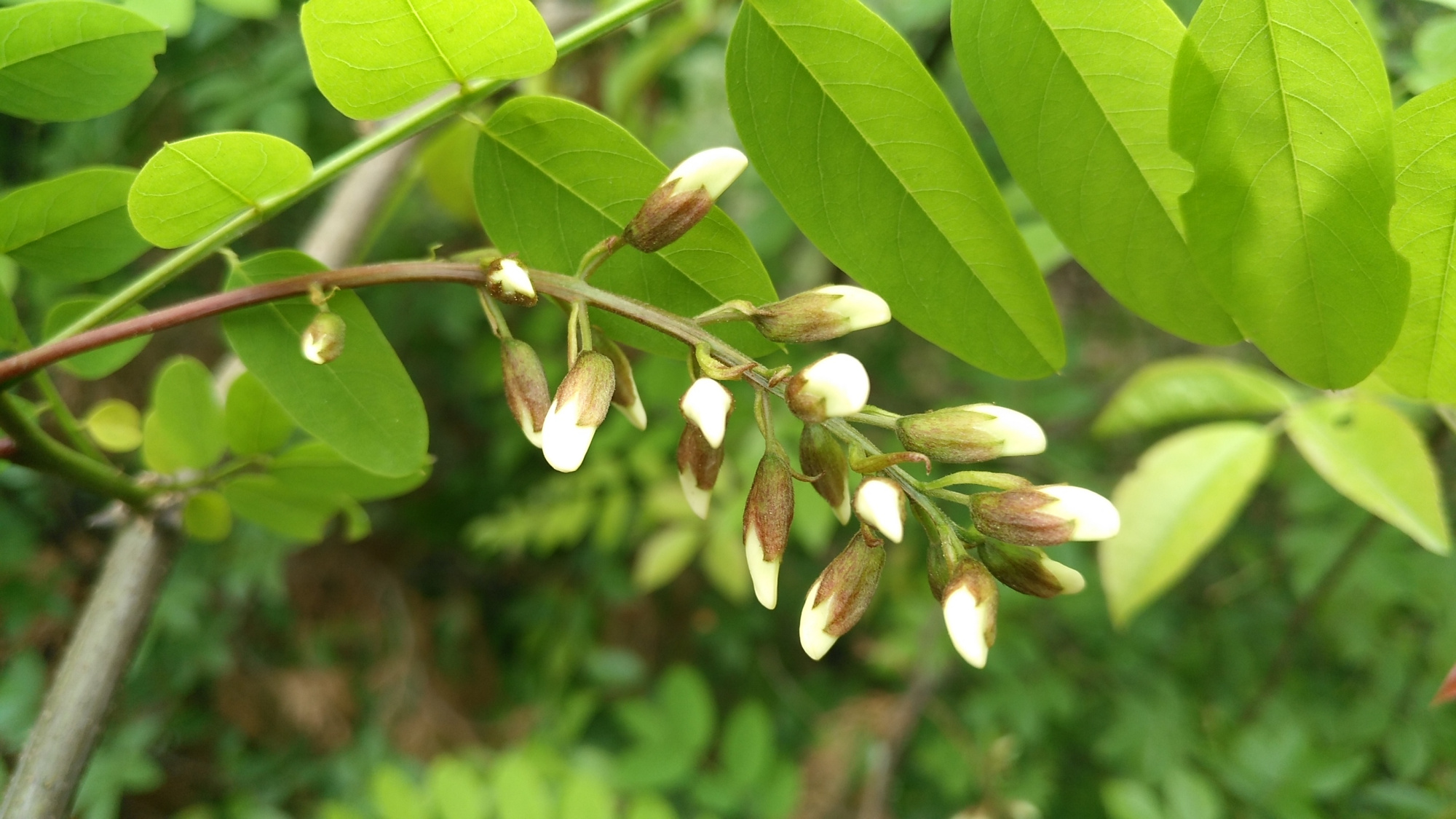 农村里常见的一种白花,以前农民的救命粮,现在城里人花高价来买