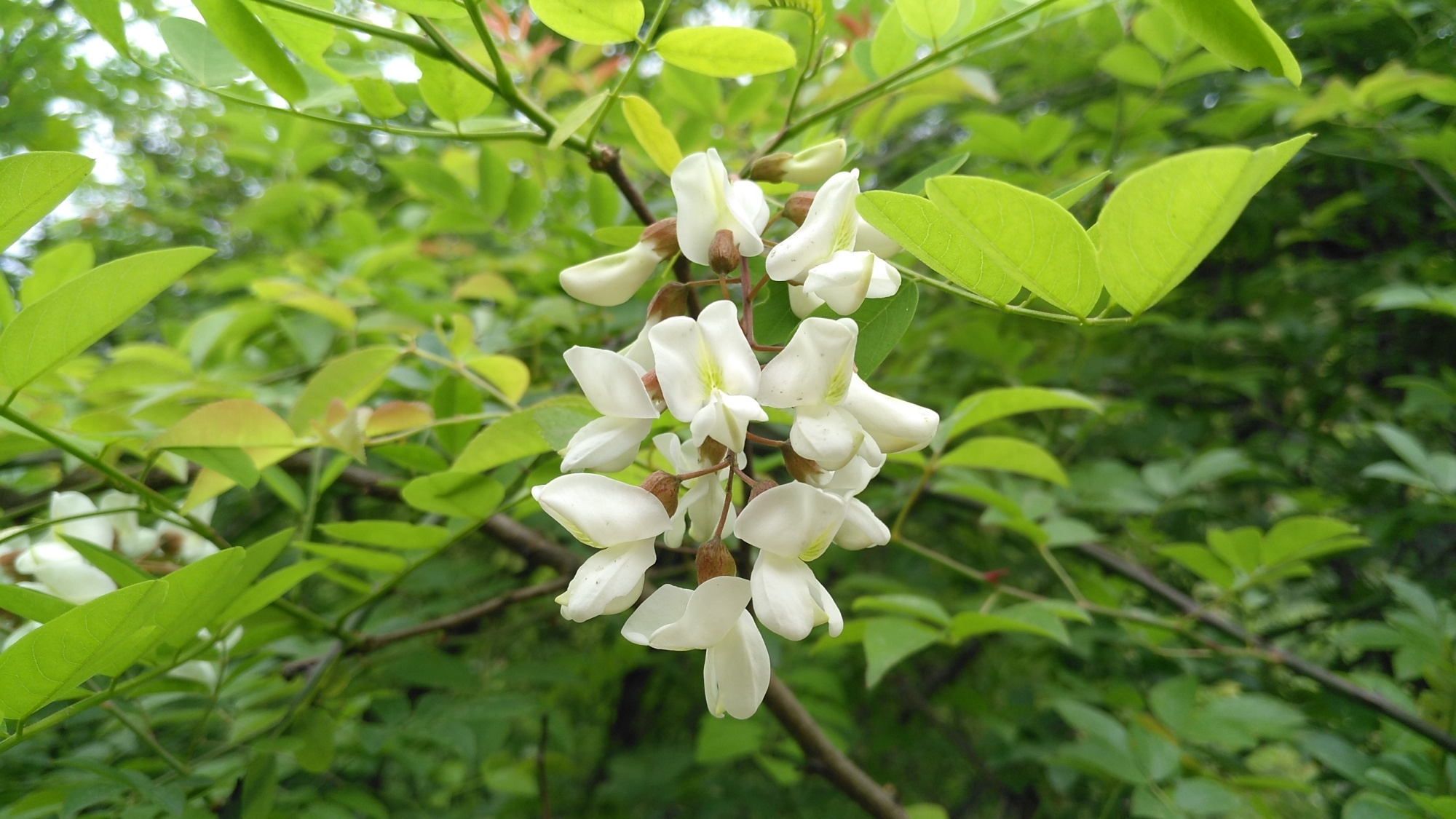 农村里常见的一种白花,以前农民的救命粮,现在城里人花高价来买