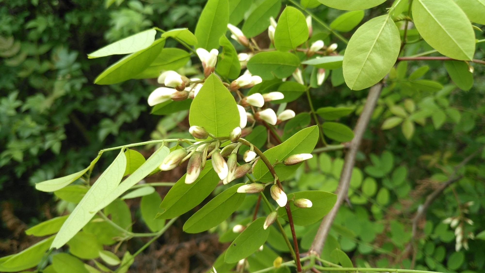 农村里常见的一种白花,以前农民的救命粮,现在城里人花高价来买