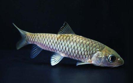 不仅仅是凶猛,刷新你对鱼类的认知