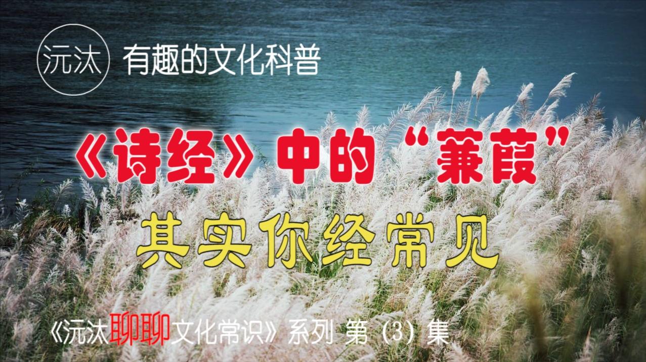 诗经中的《蒹葭》是什么?“所谓伊人,在水一方”就出自这首诗_新浪新闻