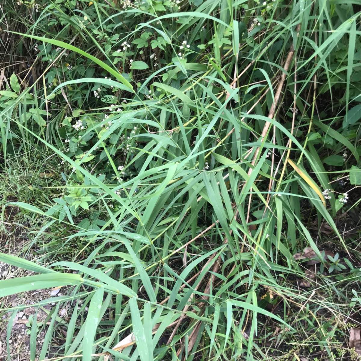 路边常见的野草马唐是家畜最爱的小零食种花盆里也有趣