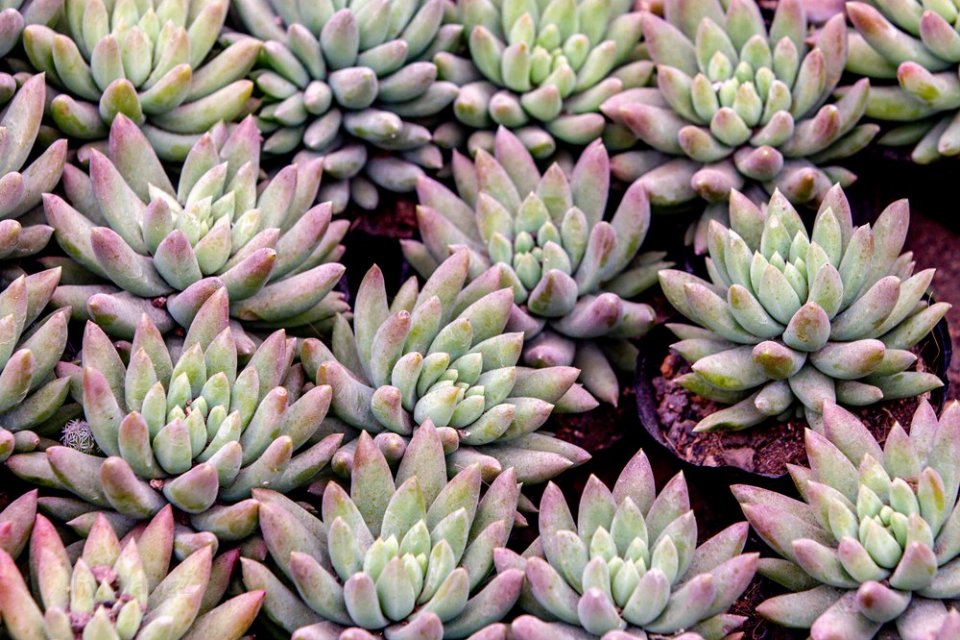 那些花儿:多肉植物,全世界共有一万余种,在分类上隶属100余科