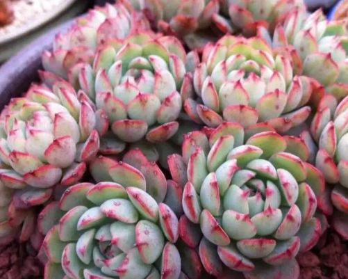 想要养好多肉盆栽,顺利养成胖娃娃|多肉植物|养分|通风_新浪新闻