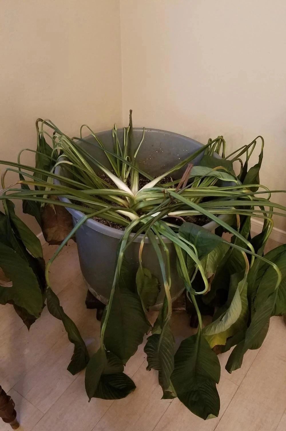 室内盆栽植物烂根,掌握合适方法也能挽救|植物|烂根|盆栽_新浪新闻