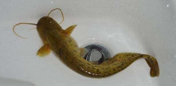 辟谣:鲶鱼是"垃圾鱼"肮脏不能吃?其实脏的不是鱼!