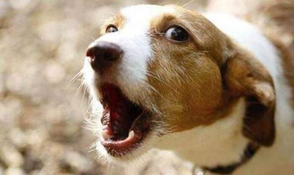 狗狗不同的叫声分别代表什么意思?资深养狗人士才听懂系列_新浪新闻