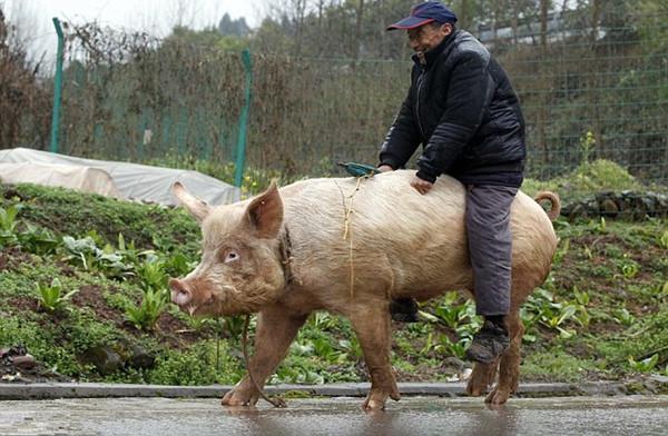 农村老汉养了一只五百斤的猪这只猪竟能背着老人行走太逗了