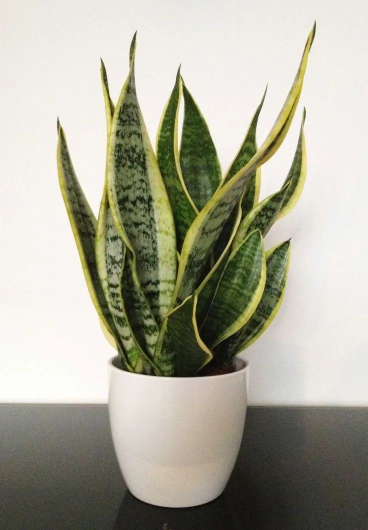 虎皮兰的品种极其丰富,它们是特别耐旱耐阴的一种肉质型植物,即便是几